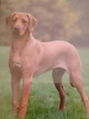 Humberside Hound