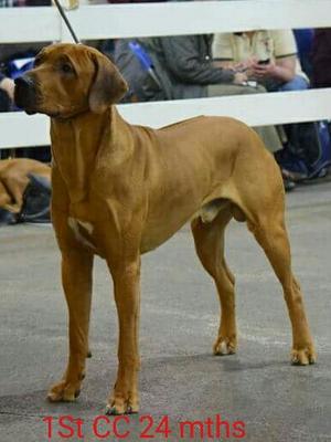 Birmingham National Show