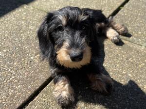 Black&tan boy