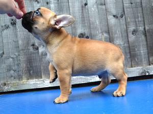 Little boy, 8 weeks old
