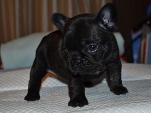 Black brindle girl