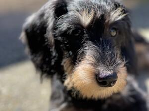 Black&tan boy