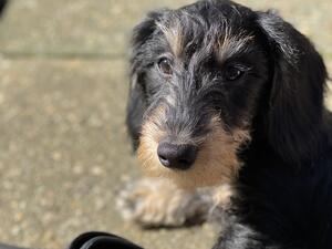 Black&tan boy