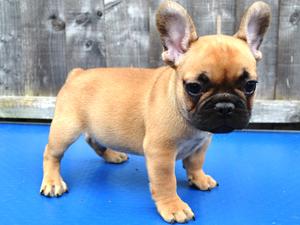 Little boy, 8 weeks old