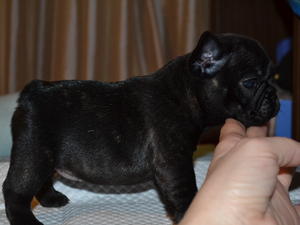 Black brindle girl