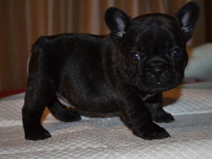 Black brindle girl