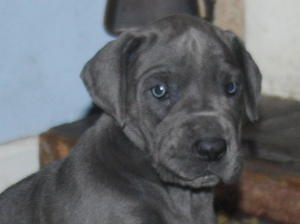Pups Five weeks