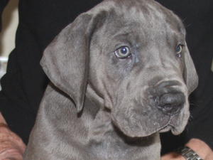 Pup at six weeks