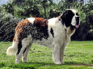 Anton Aged 2 years
