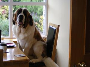 Niamh waiting for her dinner