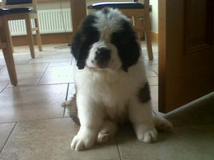 Gino 8 weeks