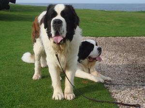 Anton out with his brother Tirol