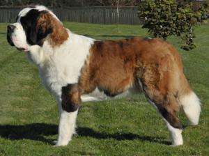 Gino qualifying for Crufts 2013