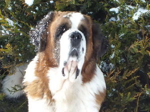 Jacob in the snow