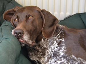 Sulky Buzz