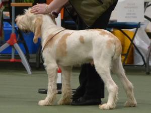 ISCGB CH Show 2018