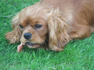 Poppy, our first cavalier