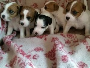 ANNA'PUPPIES AT 4 WEEKS