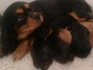 Hettie and her new born puppies