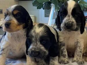 babies at 5 weeks