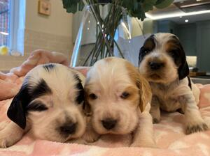 nearly 3 weeks old