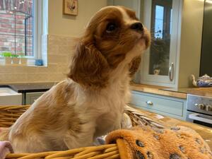 little boy available