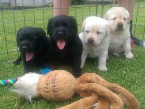 Dora's puppies at 4 weeks