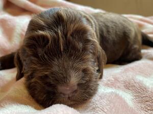 our chocolate drop, 12 days old