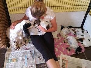 Tegan and her puppies