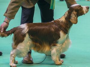 dad, best o fbreed Crufts v