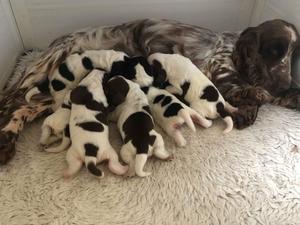 chloe and babies 6 days old
