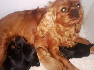 Josie and her week old babies