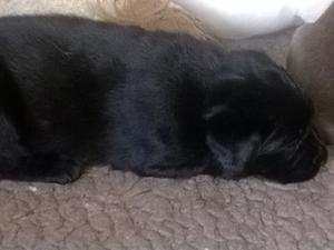 baby girl, 3 weeks