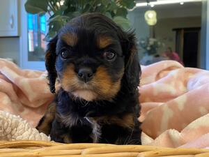 black & tan girl