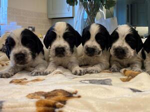 3 week old beautiful babies