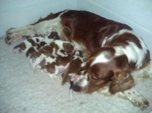 Kizzy & pupipes at 5 days old