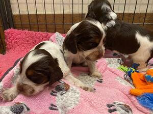 pupppies at 3 weeks old