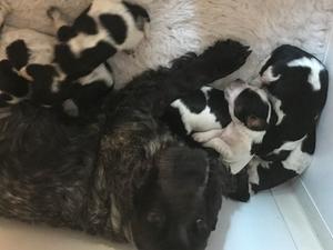 rookie and babies 12/10/19