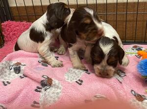 lizzie pups