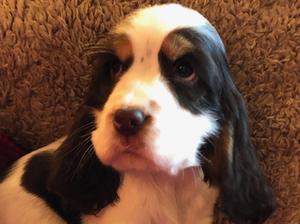 glenbrows puppies for sale