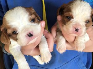 the boys at 3 weeks