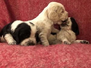 puppies at 3 weeks