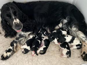 Ebony and her new babies