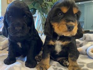 babies at 5 weeks