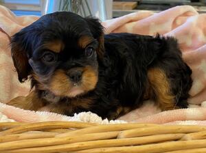 black and tan boy