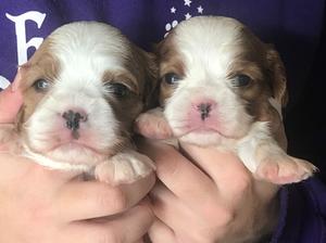 the girls at 3 weeks old