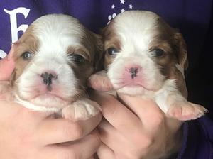 glenbrows puppies for sale