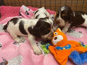 lizzie pups