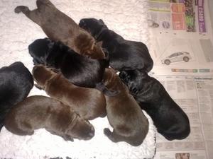 NEW BORN BABIES