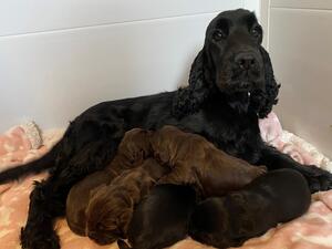 Ellen and her beautiful babies
